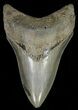 Serrated, Lower Megalodon Tooth - Georgia #69772-1